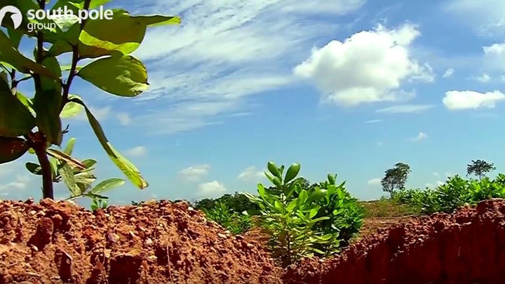Reforestation in northern Colombia