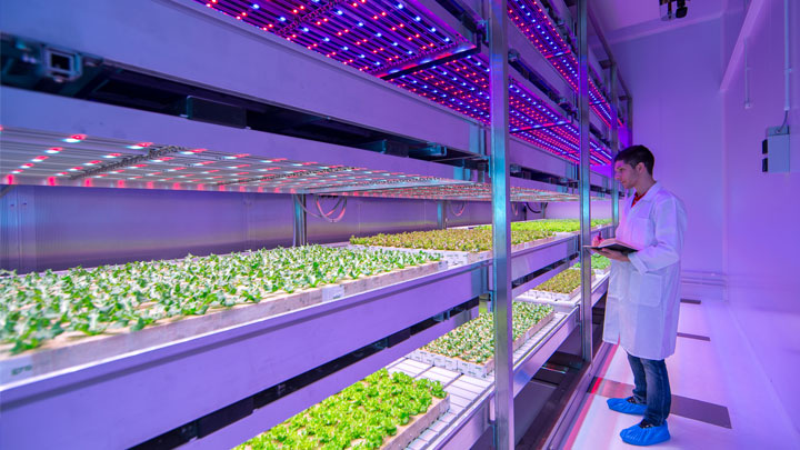 vertical-farming-a-sustainable-innovation-signify-company-website