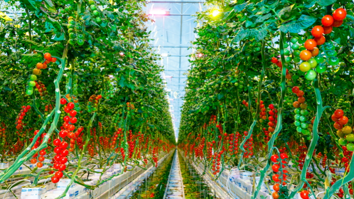 Horticulture CoE | Signify Company Website