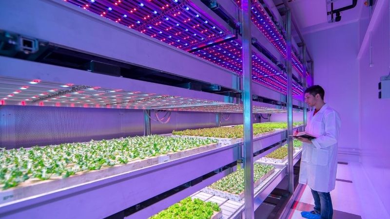 lighting for sustainable food | Signify Company