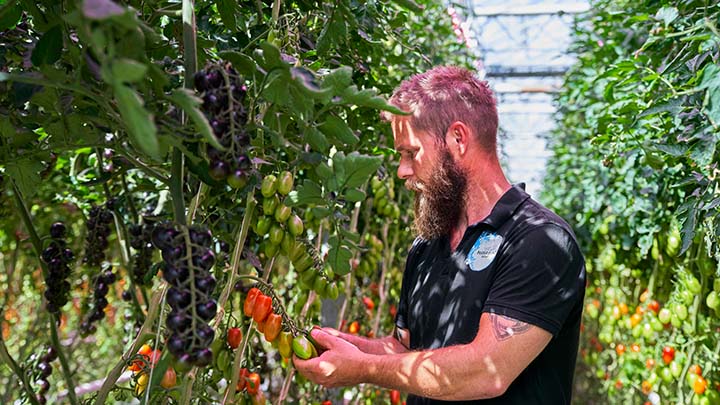 Nedre Hanasand increases tomato yield by 30% by using Philips LED grow lights